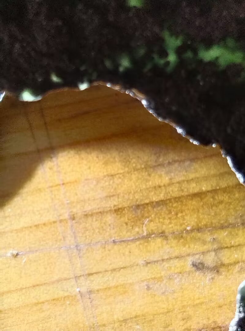 图13   内孔边缘如芝麻般大小的绿色玉颗粒